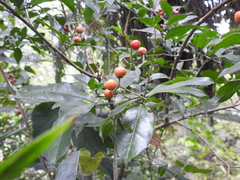 Bunchosia lanceolata