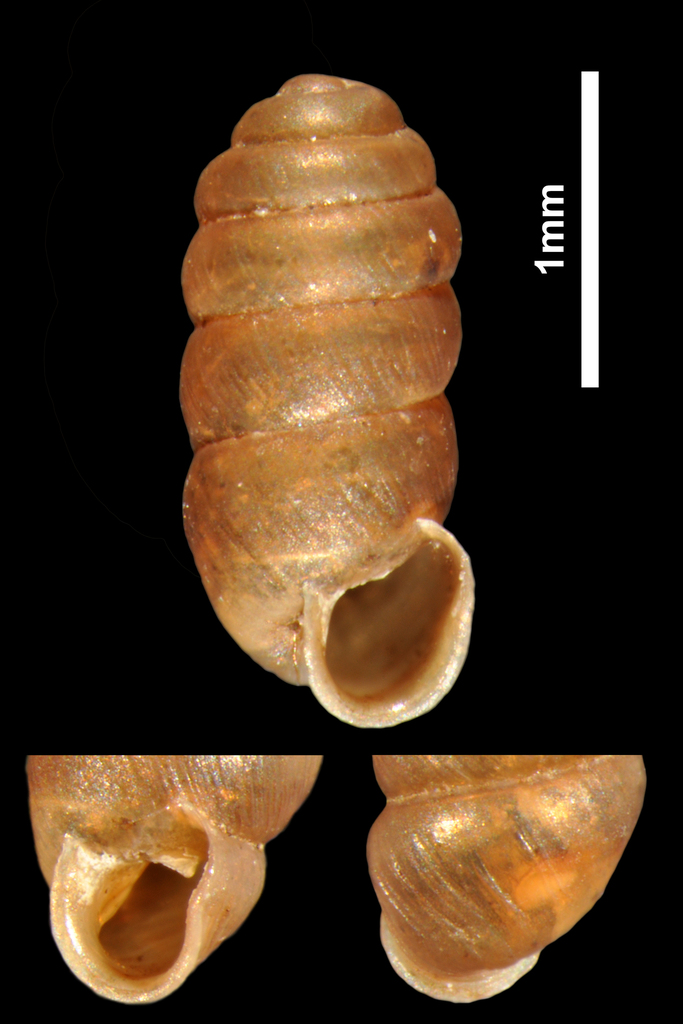russet whorl snail