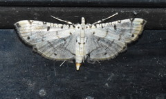 Pycnarmon
