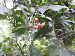 Bunchosia lanceolata