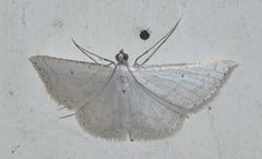 Derambila fragilis