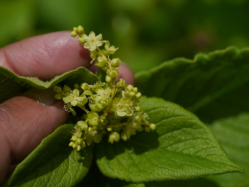 Koenigia rumicifolia, photograph 1