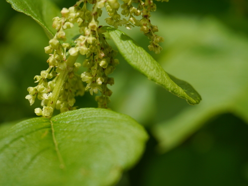 Koenigia rumicifolia, photograph 2