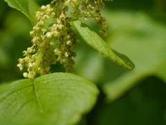 Koenigia rumicifolia