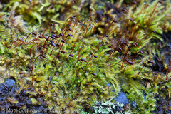 Sciuro-hypnum plumosum