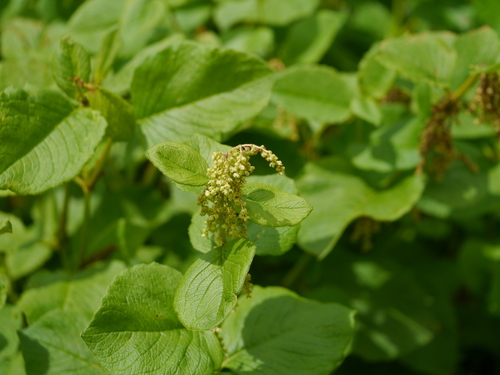 Koenigia rumicifolia, photograph 3