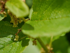 Koenigia rumicifolia