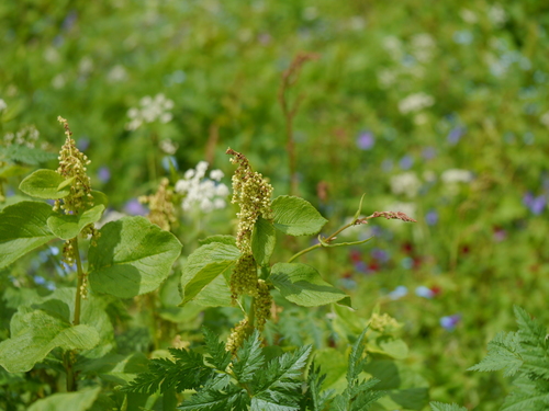 Koenigia rumicifolia, photograph 5