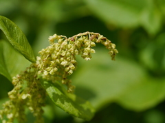 Koenigia rumicifolia