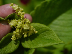 Koenigia rumicifolia