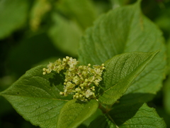 Koenigia rumicifolia