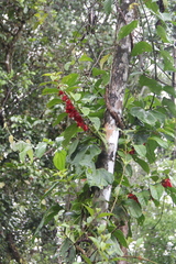 Drymonia coccinea