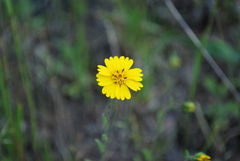 Layia gaillardioides