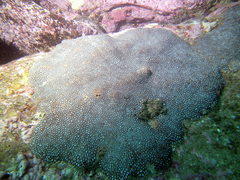 Plesiastrea versipora