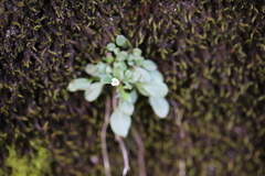 Cardamine bellidifolia