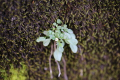Cardamine bellidifolia