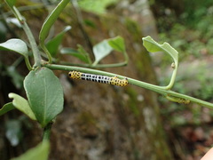 Epobeidia tigrata tigrata