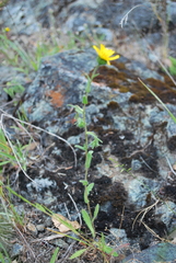 Layia gaillardioides