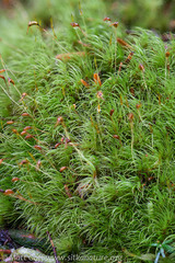 Dicranum pallidisetum