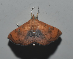 Hyalobathra aequalis