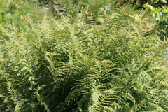Athyrium distentifolium