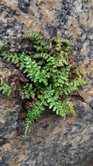 Asplenium obovatum