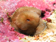 Actinia striata