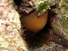 Actinia striata