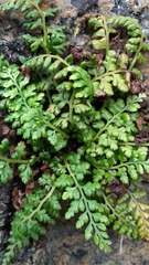 Asplenium obovatum