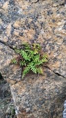 Asplenium obovatum
