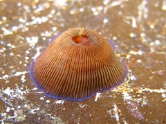 Actinia striata