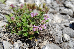 Thymus pannonicus