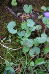 Viola biflora