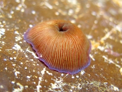 Actinia striata