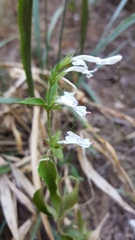 Hypoestes