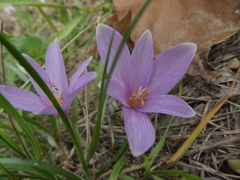 Colchicum autumnale