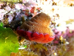 Actinia striata