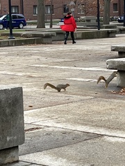 Sciurus niger