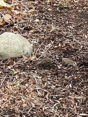 Passer domesticus