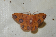 Celidomphax rubrimaculata