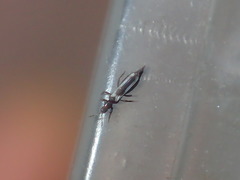 Aeolothrips kuwanaii
