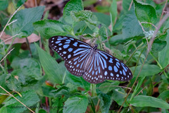 Ideopsis similis similis