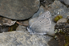 Glaucopsyche lygdamus couperi