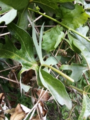 Adenia natalensis