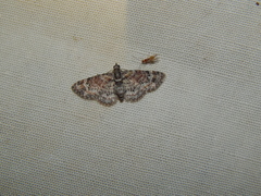 Chloroclystis grisea