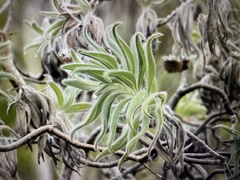 Scalesia villosa
