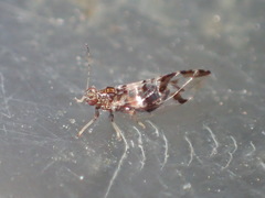 Bactericera maculipennis