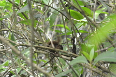 Microsciurus alfari