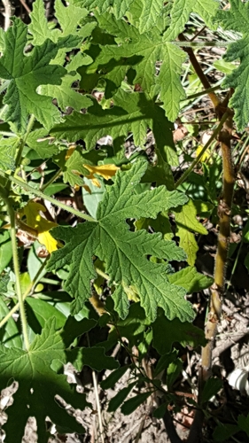 Pelargonium graveolens