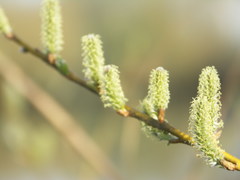 Salix viminalis